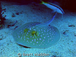 Blue Spotted Ray.... by Brett Hadden 